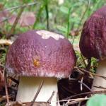 Méthodes maison de récolte des champignons pour l'hiver Cèpes marinés à l'acide citrique