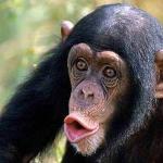 توافق الثور والقرد: ضبط النفس مقابل التوافق بين الثور الخشبي والقرد المعدني