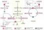 Métabolisme du fructose et du galactose