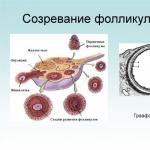 Маточно овариальный цикл