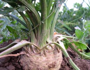Korijen celera: koristi i štete biljke