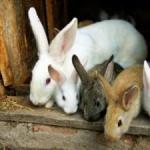 Financial plan: expenses and income when organizing rabbit breeding