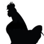 Rooster: description and characteristics