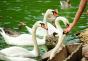 White swan dream.  Dream Interpretation: swan in a dream.  Why do you dream about swans?  The most complete interpretation of the swan dream.  swan according to the Dream Book of Animals