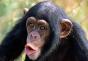 توافق الثور والقرد: ضبط النفس مقابل التوافق بين الثور الخشبي والقرد المعدني