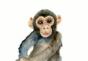 Monkey Aquarius yearly horoscope