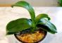 How to resuscitate an orchid without roots at home?