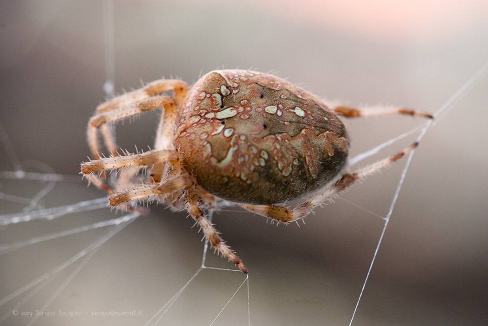 Бородавки паука. Крестовик обыкновенный паук. Паук крестовик зябкий. Araneus diadematus - крестовик. Паук крестовик самка.